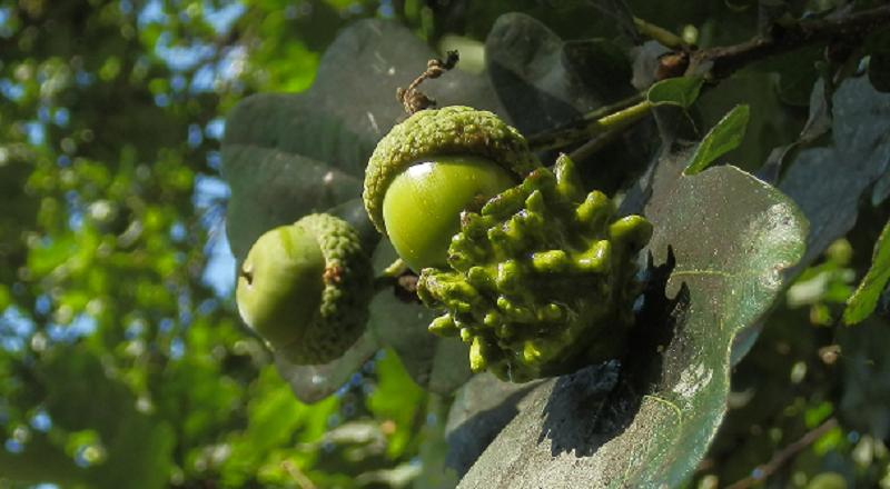 Galle an Quercus sp._1.1.JPG