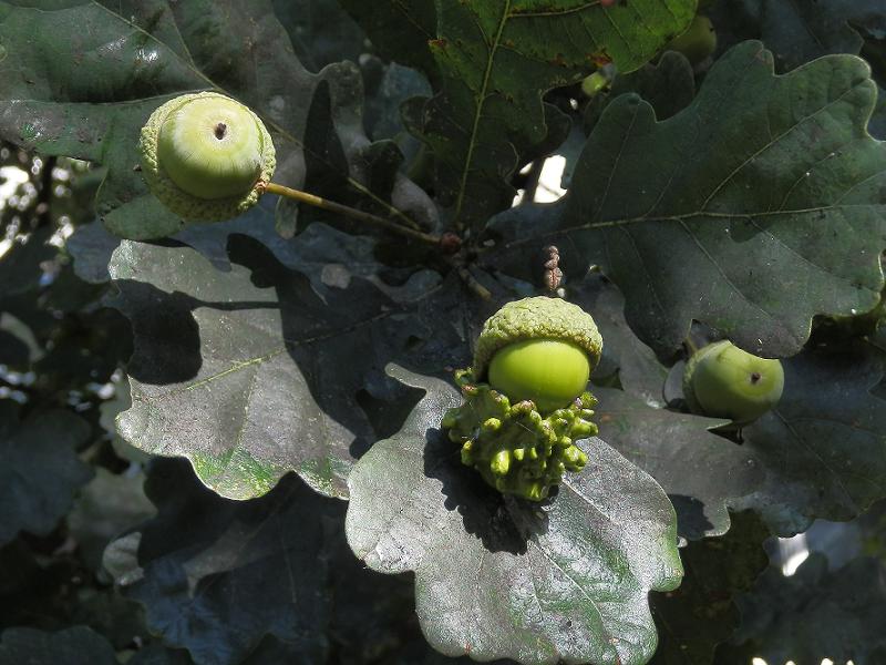 Galle an Quercus sp._1.2.JPG