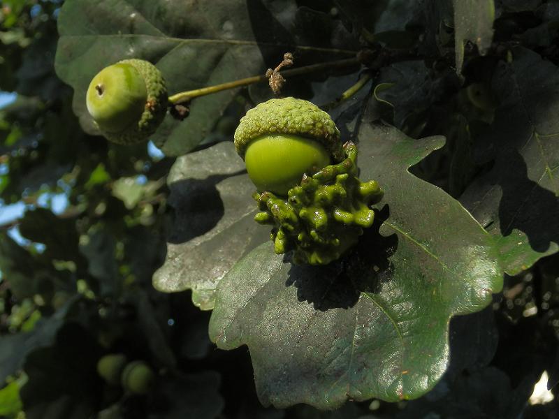 Galle an Quercus sp._1.3.JPG