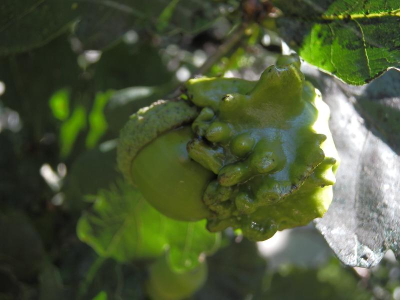 Galle an Quercus sp._1.4.JPG