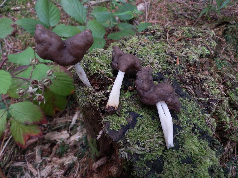 Helvella sp_1.jpg