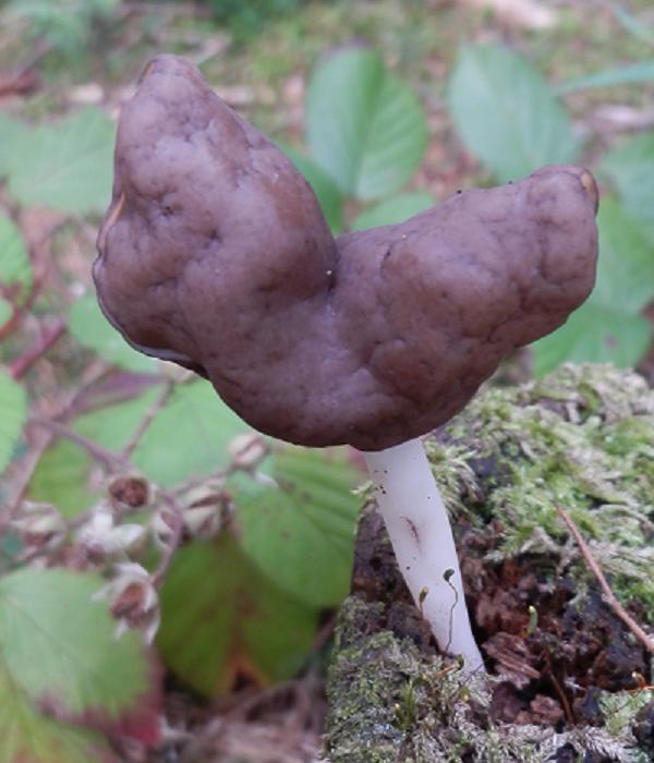 Helvella sp_1.1.jpg
