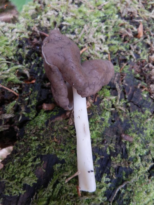 Helvella sp_1.3.jpg