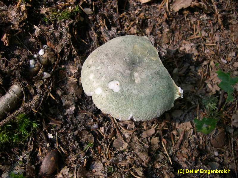 Russula virescens-a.jpg
