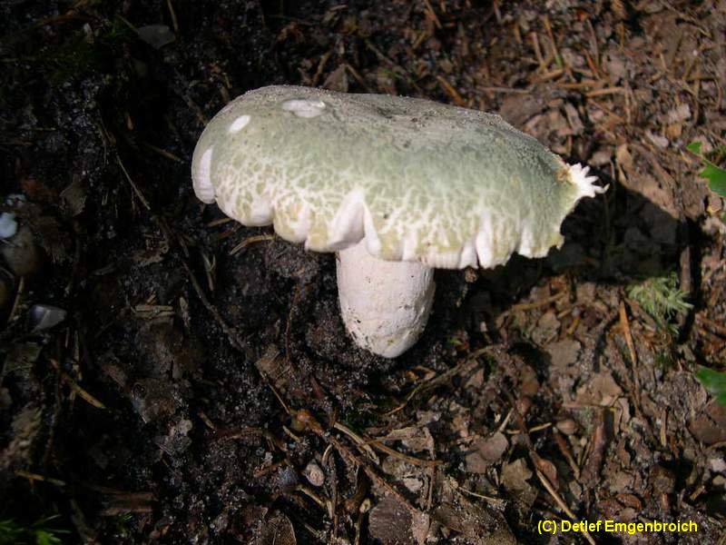 Russula virescens-b.jpg