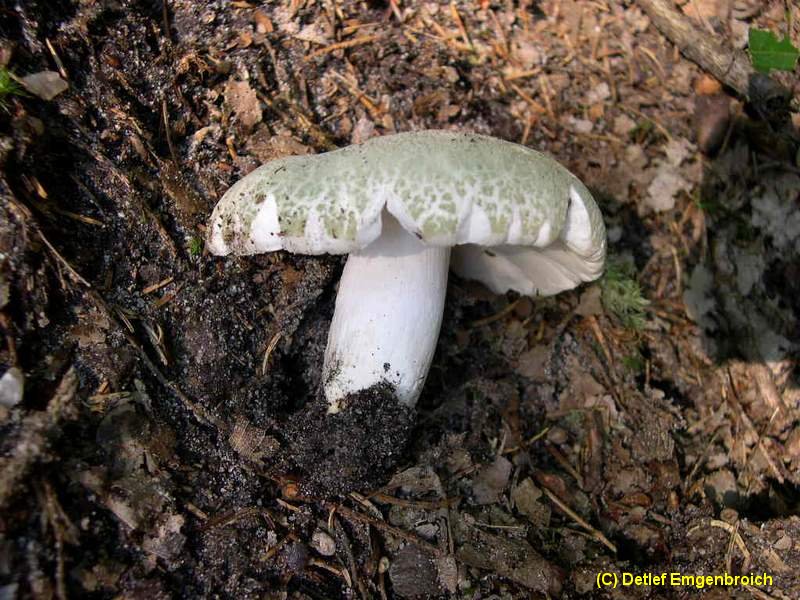 Russula virescens-c.jpg