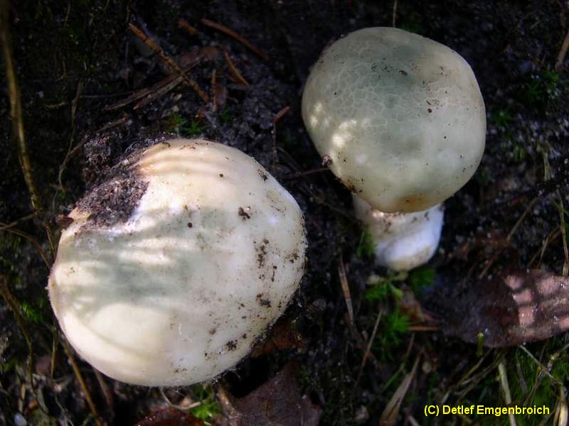Russula virescens-d.jpg