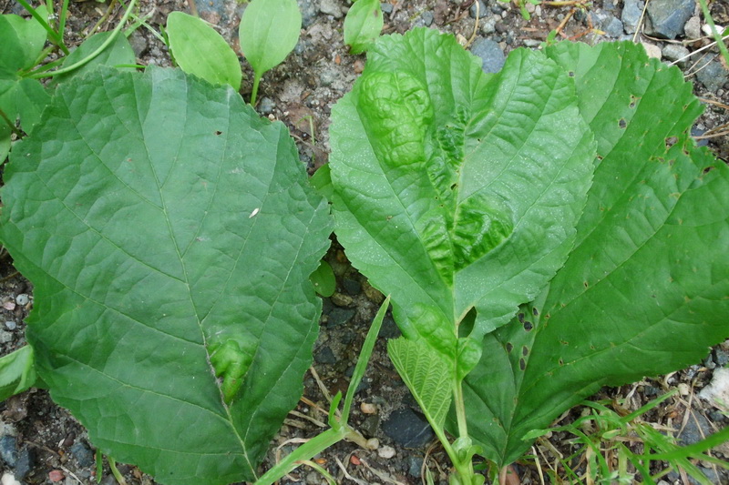 6-Taphrina tosquinetii-2.JPG