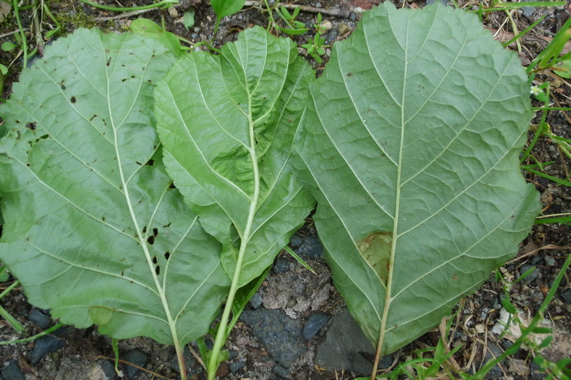 6-Taphrina tosquinetii-5.JPG