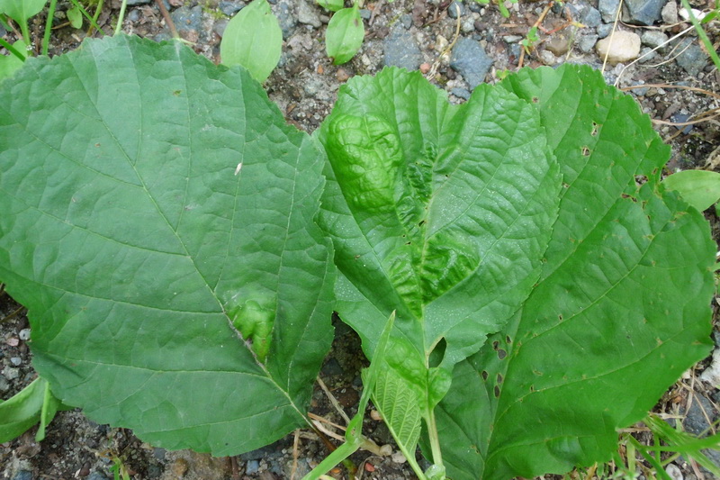 6-Taphrina tosquinetii-4.JPG