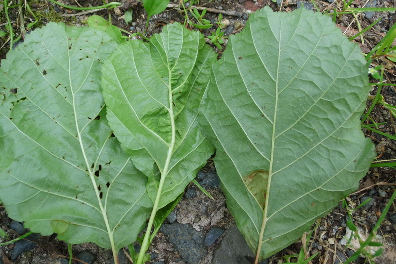 6-Taphrina tosquinetii-7.JPG