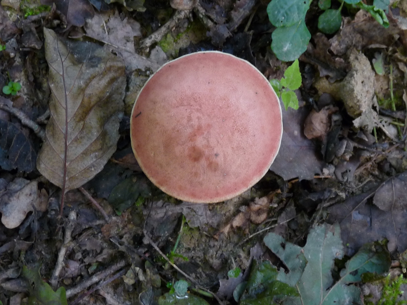 P1060079 Braunkappe Leccinum .JPG