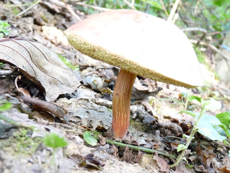 P1060082 Braunkappe Leccinum Stiel .JPG