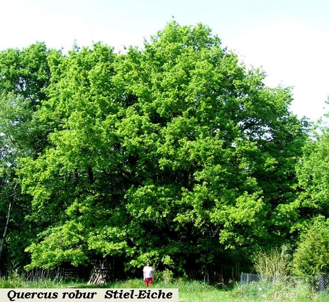 Quercus robur red .jpg