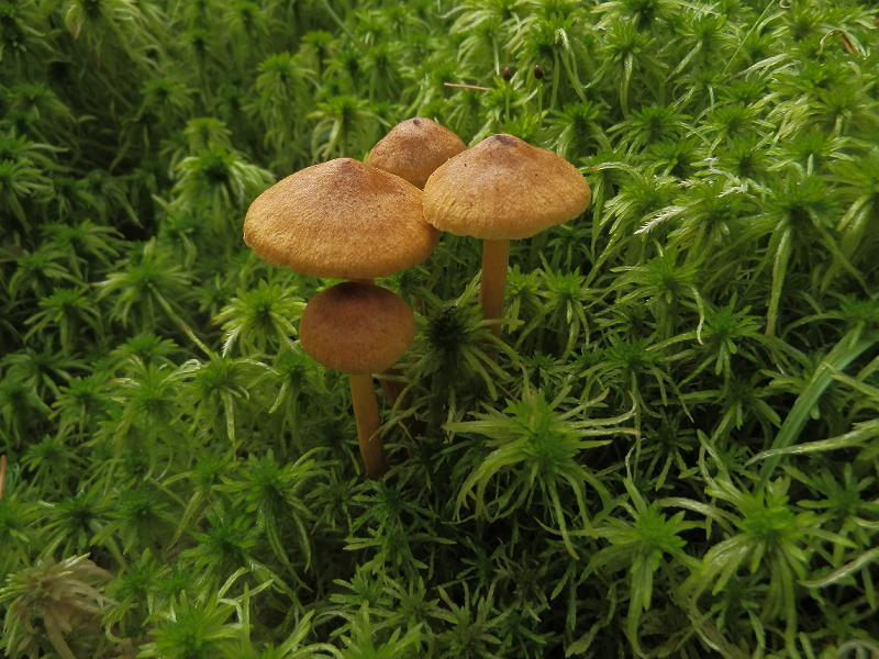Cortinarius tubarius_1.jpg