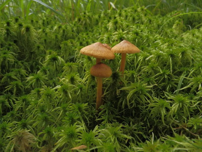 Cortinarius tubarius_1.1.jpg