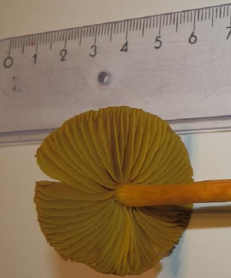 Cortinarius tubarius_1.2.JPG