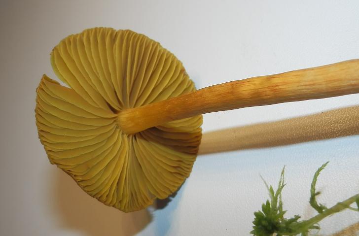 Cortinarius tubarius_1.3.JPG