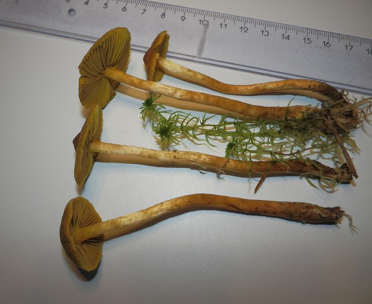 Cortinarius tubarius_1.4.JPG