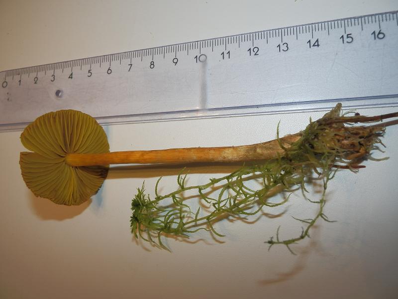 Cortinarius tubarius_1.5.JPG