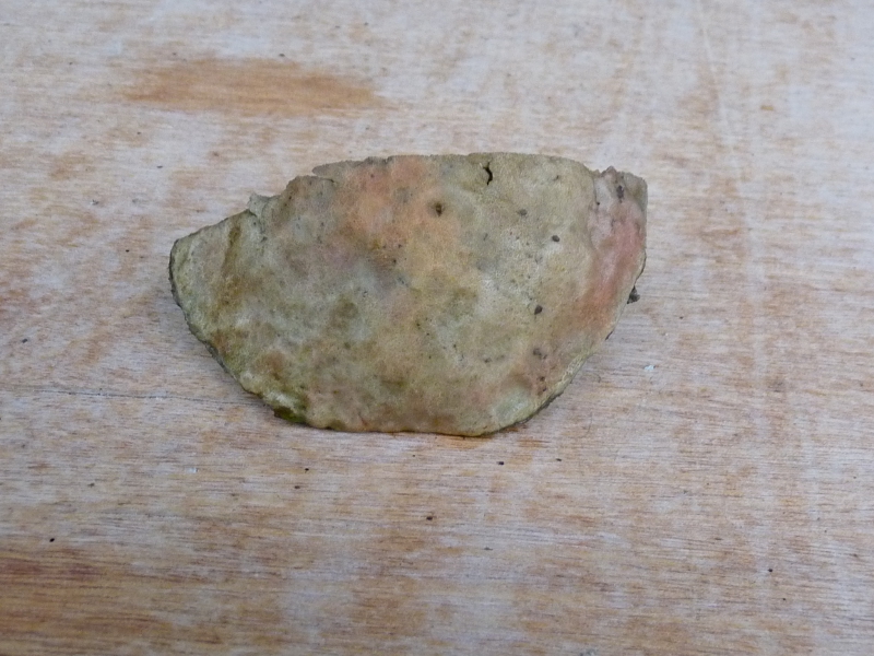 P1060102 Pilz Huthälfte .JPG