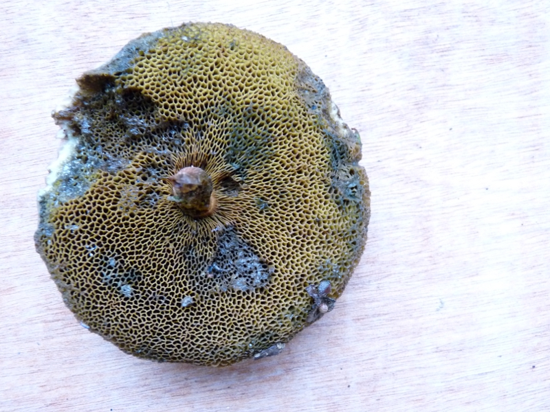 P1060090 Pilz Hutunterseite .JPG