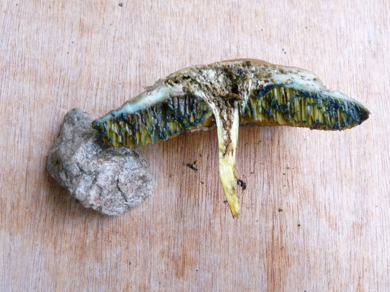 P1060093 Pilz Schnitt .JPG