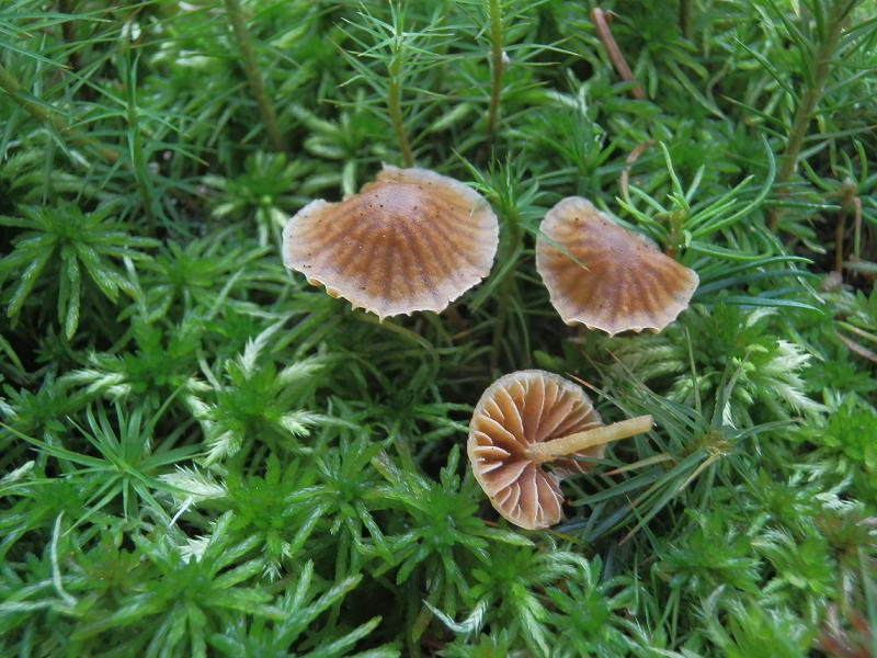Galerina hypnorum_1.1.jpg