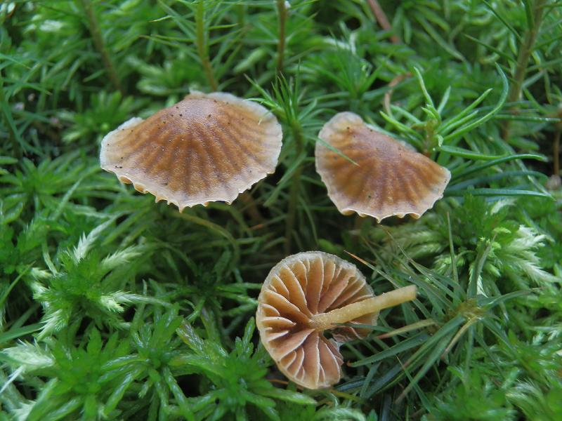 Galerina hypnorum_1.2.jpg
