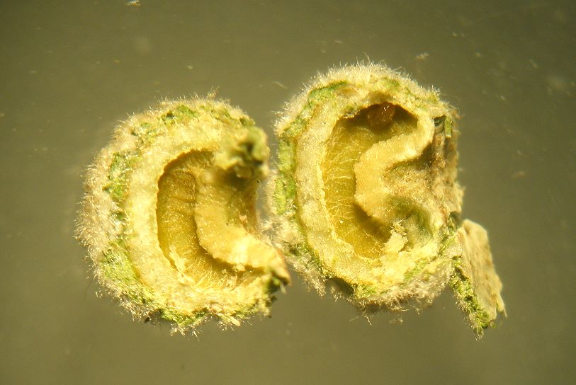 das Innere der Galle - rechts ist im oberen Teil die Larve zu erkennen.