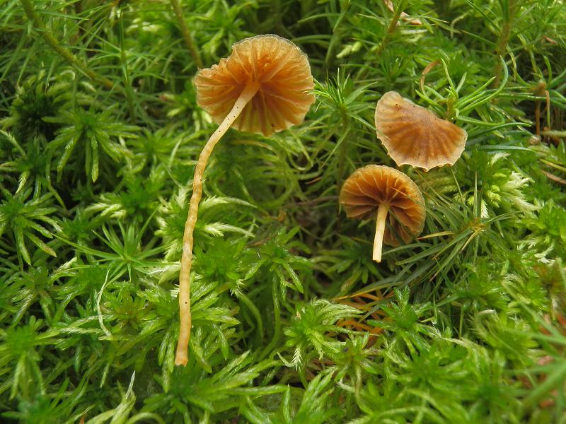 Galerina hypnorum_1.3.jpg