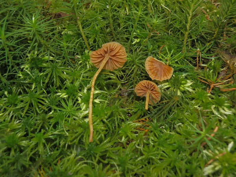 Galerina hypnorum_1.4.jpg
