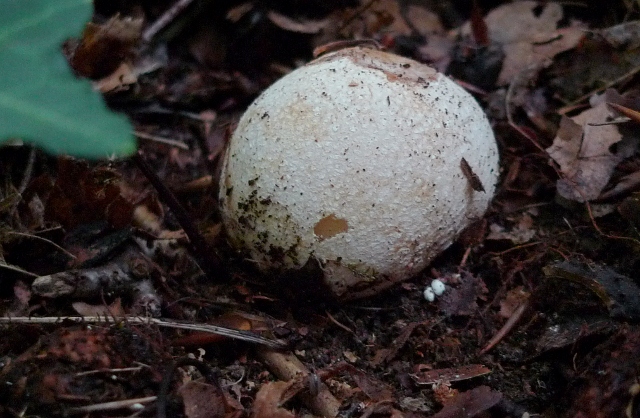 P1080538 (2) (640x418).jpg