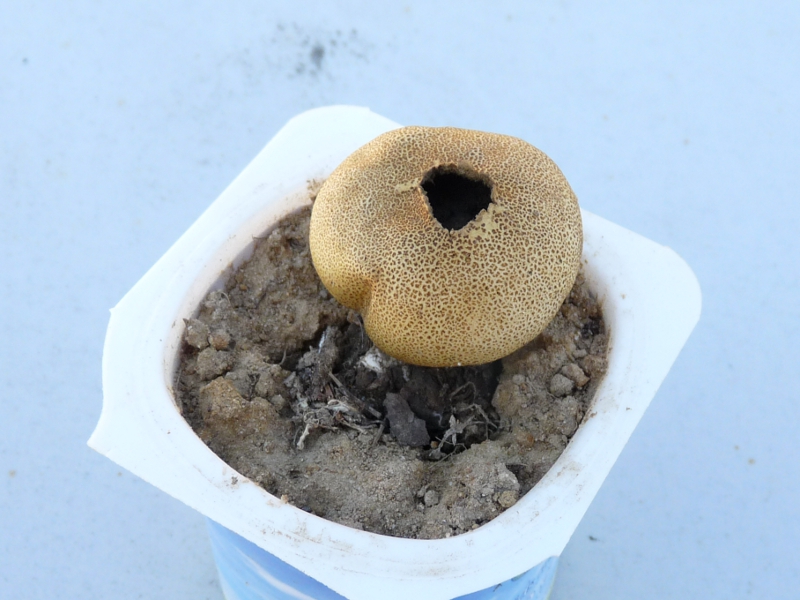 P1060135 Schwarzer Raucher Schlot .JPG