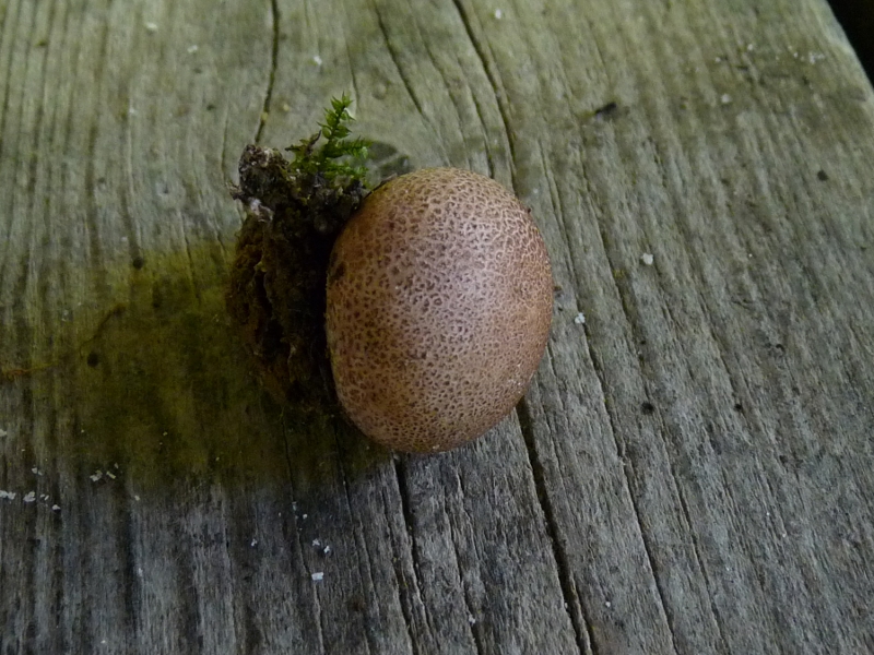 P1060133 Schwarzer Raucher Hut seitl .JPG