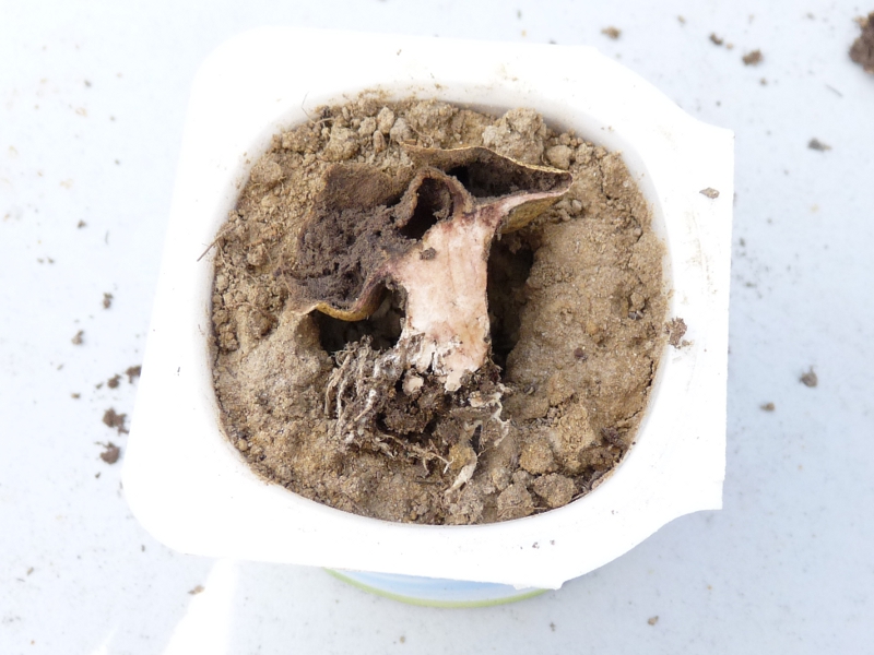 P1060138 Schwarzer Raucher Schnitt .JPG