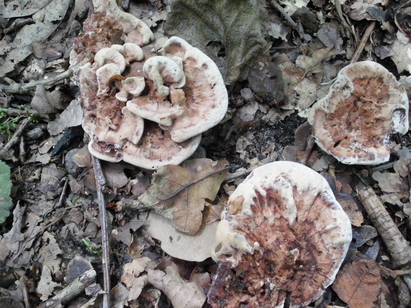 Hydnellum spongiosipes-1.JPG