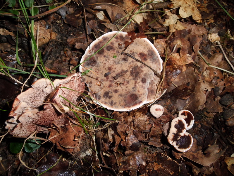 Hydnellum spongiosipes-2.JPG