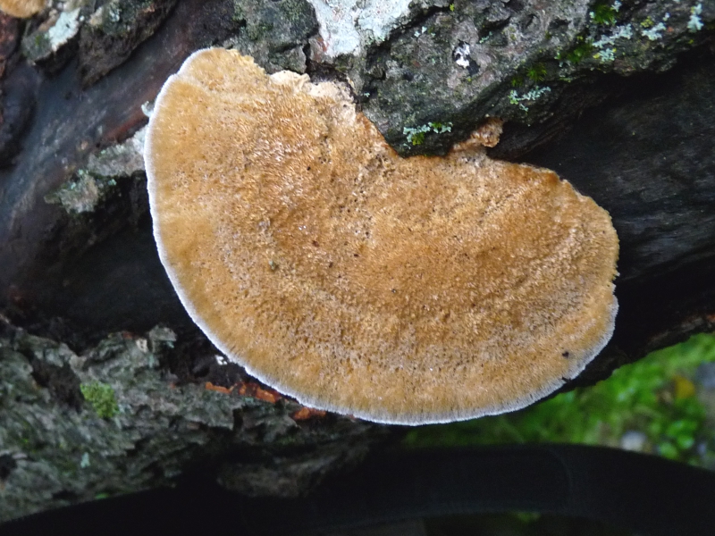 P1060184 Saprob Hutober Natur .JPG