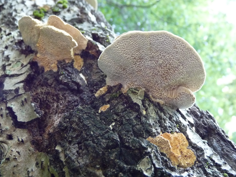 P1060147 Sapro Hutunter. Natur .JPG