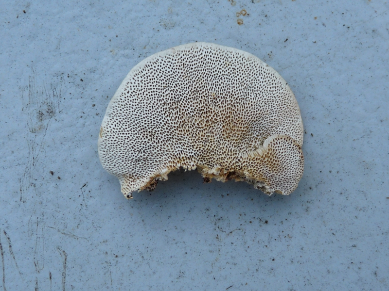 P1060150 Sapro Hutunter Tisch .JPG