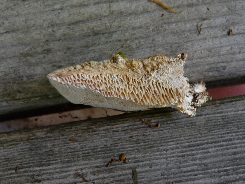 P1060170 Sapro Schnitt .JPG