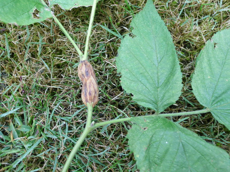 Lasioptera rubi-1.JPG