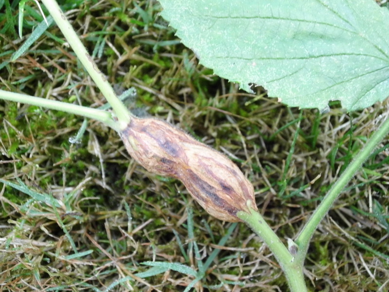 Lasioptera rubi-2.JPG