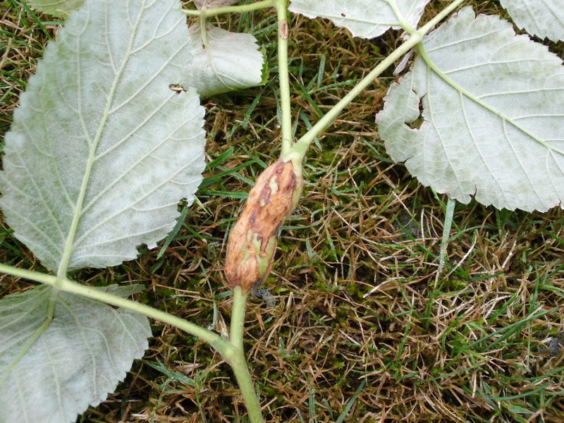 Lasioptera rubi-3.JPG