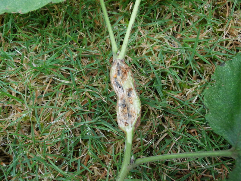 Lasioptera rubi-4.JPG