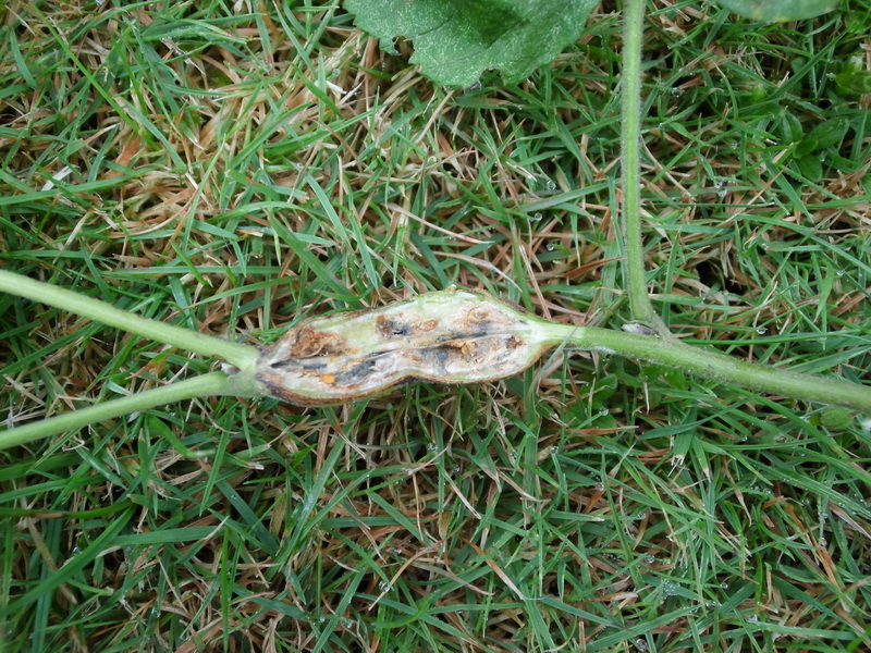 Lasioptera rubi-5.JPG