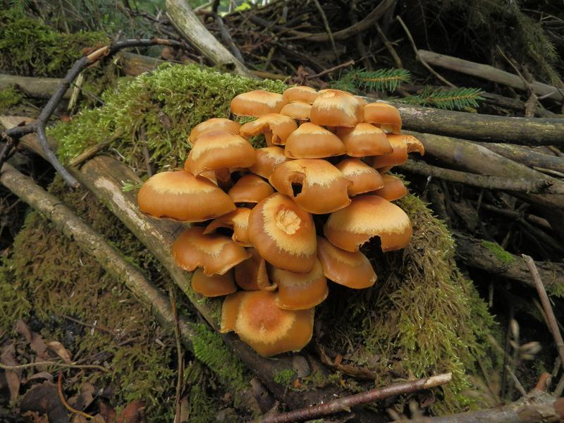 Kuehneromyces mutabilis_1.JPG