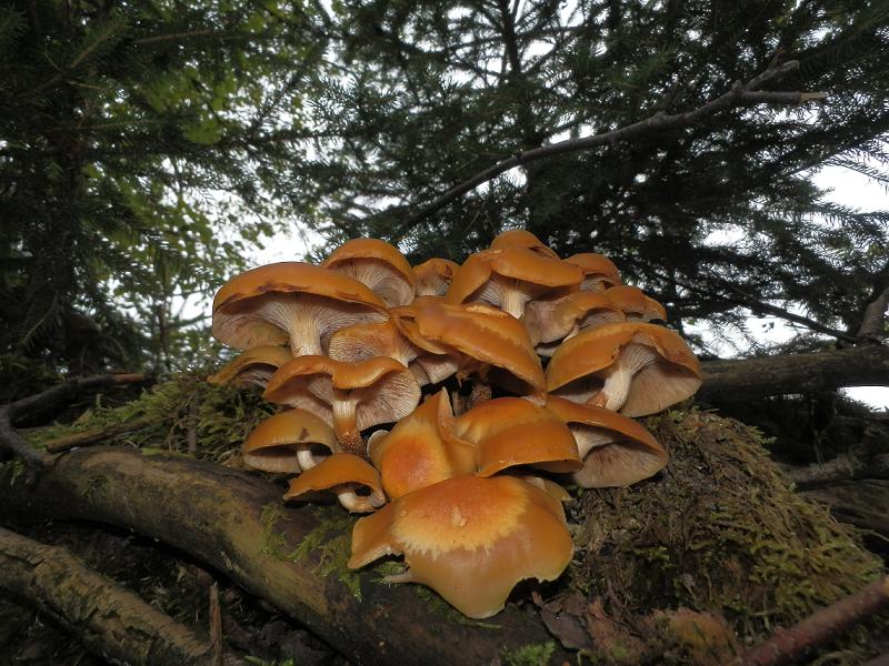 Kuehneromyces mutabilis_1.1.JPG