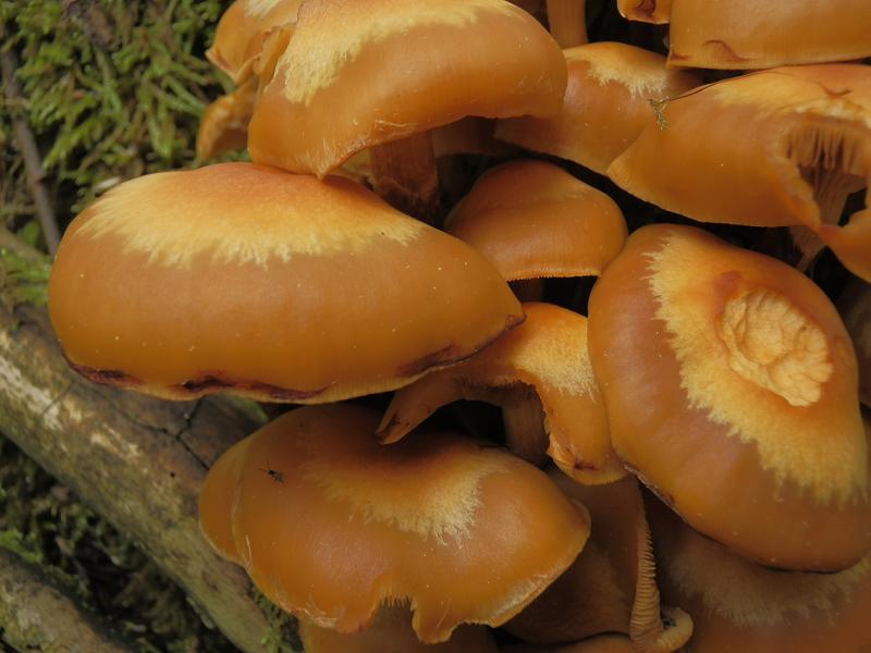 Kuehneromyces mutabilis_1.2.JPG